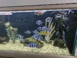 Just how genetically messed up are feeder guppy?