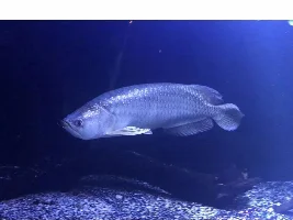 My first arrowana