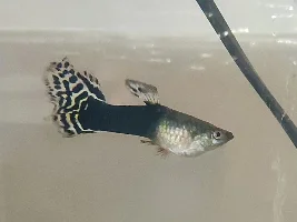 My male guppy looks pregnant.