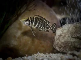 My Fish Journal.