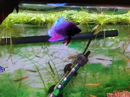 So I'm newish to the hobby having betta problems.