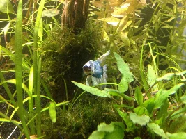 10g Planted Betta Tank(my first tank)
