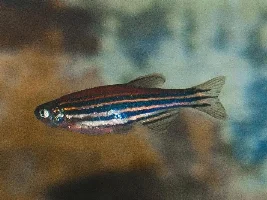 First fishy friends