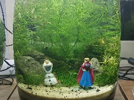 Frozen themed walstad jar