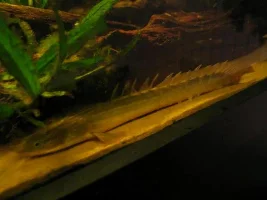 New Fishies