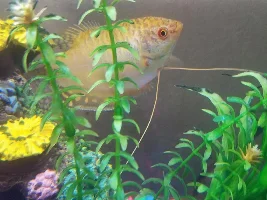 Lone Gourami - get him a friend?