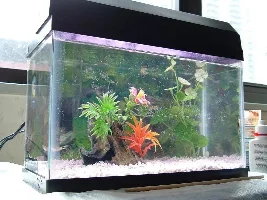 My 2.5g tank of death
