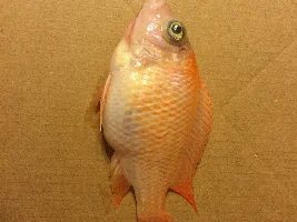 Former Newbie's African Cichlid Experience