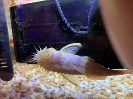 plecostomus question and amano feeding