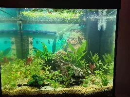 First attempt at a planted aquarium