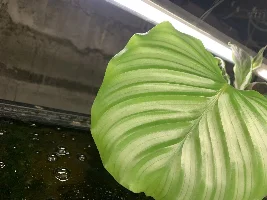 “High Tech” “Low Tech” plant filtering…