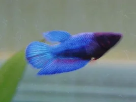 Female betta community