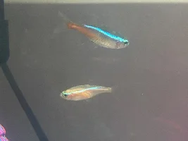 Gender of these Neon & Albino Tetras?