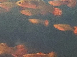Guppy facing downwards