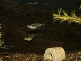 Phalloceros caudimaculatus reticulatus