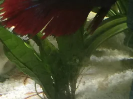 Need Help Sexing This Betta