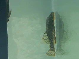 Some pics of African cichlid tank