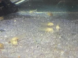 Cory Eggs and Cory Fry Hatching