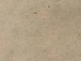 Brown Leech Things In Turtle Aquarium