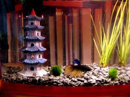 Help! Betta Injured During Shipping