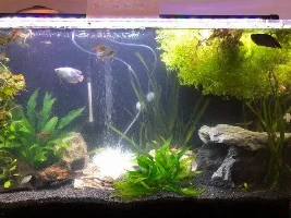 Vote Now!...December 2019 Tank of the Month