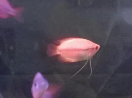 Honey Gouramis-Need Advice Before Buying Today!