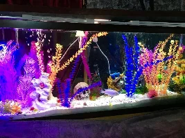 Who loves fish?!