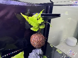 Petsmart plant ID? 🌱