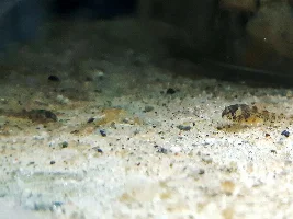 So Many Babies