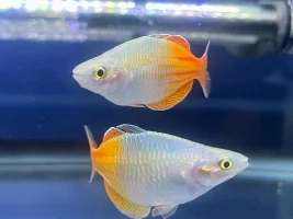 Ich and Raised Spots?