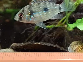 What do you do when it's time for the fry to leave home?