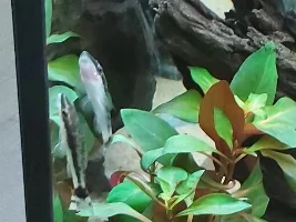 River stream 53g