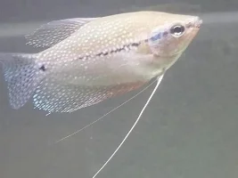 My Lovely Fish!