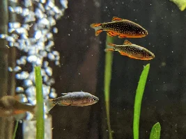 White Covering on Fish