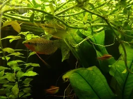 My 72 Gallon Bowfront Aquarium. Planted. Community.