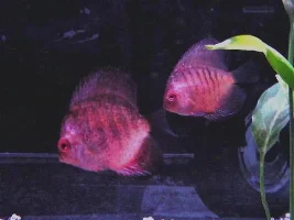Mac's new Amazonian style Aquarium