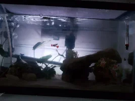 Does anybody else's fish do this?