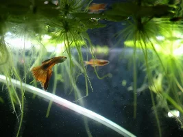 Attempted pics of psuedomugli luminatus/red neon rainbow fish