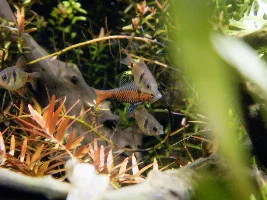 5 Planted Tanks