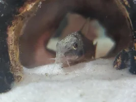 My new Salt & Pepper Corys arrived!
