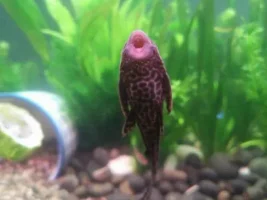 Pleco Appreciation Thread