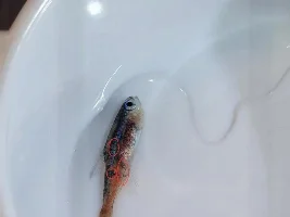 Little black spots on fish