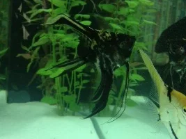 Angle With Bent Dorsal Fin