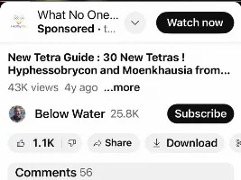 trying to identify these tetras...
