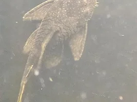 male or female bristelnose?