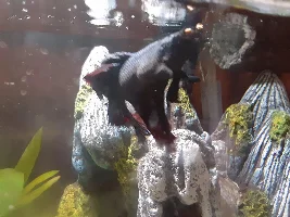 I'm scared my fish is going to die.