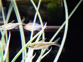 Fish Store Friday_2