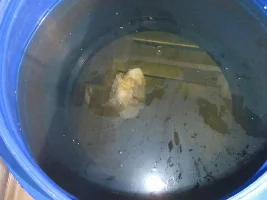 cultivating daphnia indoors