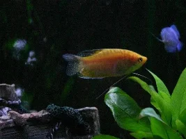 My shocking tank pictures