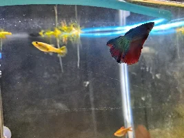 An Odd Case of Fin Rot